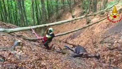 cavallo recuperato