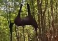 Ligonchio, e quel cavallo che vola verso la salvezza
