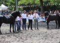 Cavallo Bardigiano, le fiere di maggio custodiscono tradizione e futuro dell’Appennino