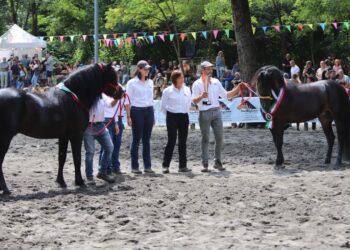 Cavallo Bardigiano, le fiere di maggio custodiscono tradizione e futuro dell’Appennino