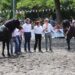 Cavallo Bardigiano, le fiere di maggio custodiscono tradizione e futuro dell’Appennino