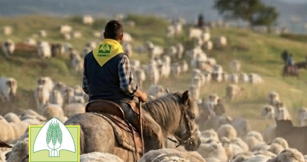 Transumanza 2026: cavalli, greggi e pastori in viaggio sui tratturi del Gargano