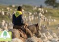 Transumanza 2026: cavalli, greggi e pastori in viaggio sui tratturi del Gargano