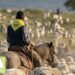 Transumanza 2026: cavalli, greggi e pastori in viaggio sui tratturi del Gargano