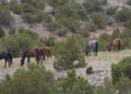 Un piano decennale per i wild di Pryor Mountain