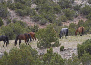 Un piano decennale per i wild di Pryor Mountain