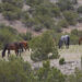 Un piano decennale per i wild di Pryor Mountain