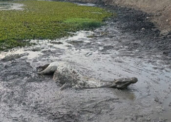 Cavallo di fango salvato a Camporotondo