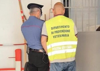 A Librino multa da 6.500 euro per una stalla irregolare