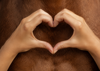 Le cose che ci dice il cuore