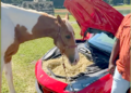 I cavalli di Ross mangiano in Ferrari