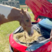I cavalli di Ross mangiano in Ferrari