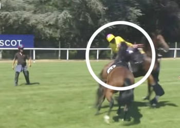 Fantino aggredito da un cavallo