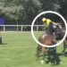 Fantino aggredito da un cavallo