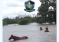 Texas: anche i cavalli nel disastro del meteo
