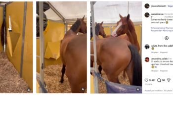 Due cuori e un box soltanto: il video di Joao Victor Castro che fa sorridere il web