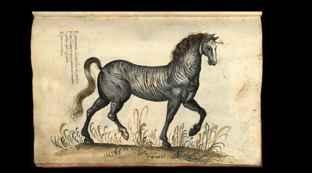 UniBo e Bibliothèque Mondiale du Cheval: si rafforza la rete sul patrimonio equestre italiano