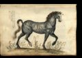 UniBo e Bibliothèque Mondiale du Cheval: si rafforza la rete sul patrimonio equestre italiano