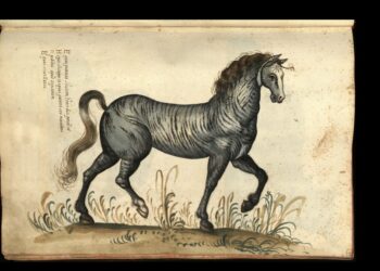 UniBo e Bibliothèque Mondiale du Cheval: si rafforza la rete sul patrimonio equestre italiano