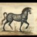 UniBo e Bibliothèque Mondiale du Cheval: si rafforza la rete sul patrimonio equestre italiano