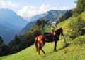 Trekking a cavallo: non una passeggiata, ma un viaggio