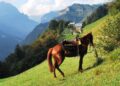 Trekking a cavallo: non una passeggiata, ma un viaggio