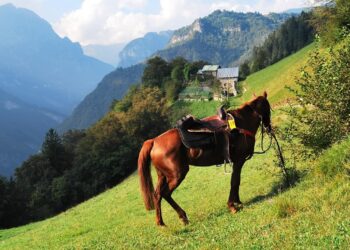 Trekking a cavallo: non una passeggiata, ma un viaggio