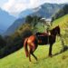 Un cavallo sauro in un momento di riposo durante un trekking in alta quota, in Val Camonica