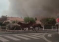 Cavalli in fuga. La Francia brucia