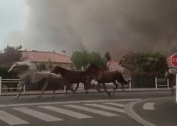 Cavalli in fuga. La Francia brucia