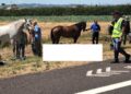 Cavallo morto in incidente, la Corte d’Appello sospende risarcimento milionario
