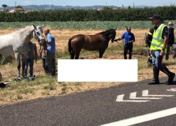 Cavallo morto in incidente, la Corte d’Appello sospende risarcimento milionario