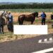Cavallo morto in incidente, la Corte d’Appello sospende risarcimento milionario