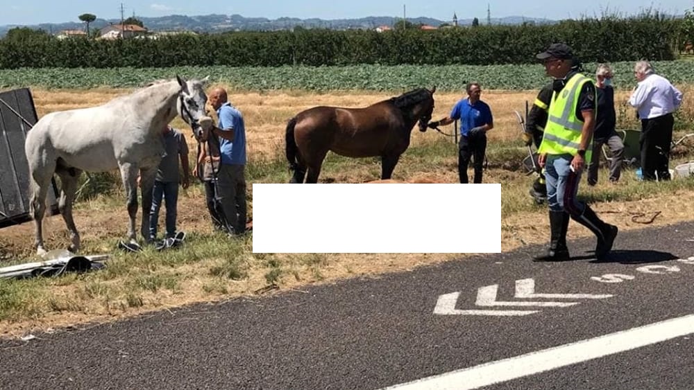 cavallo morto A14 2