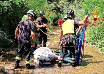 Cavallo nel torrente: lo salva Drago