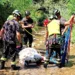 Cavallo nel torrente: lo salva Drago