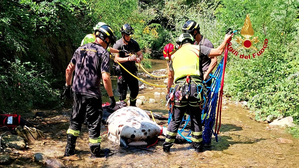 cavallo vigili del fuoco 1