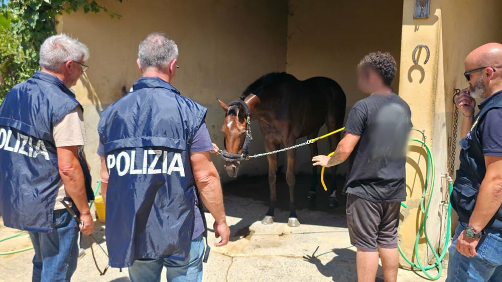 cavallo