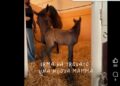 Irma della Calvana, la puledrina re-wild senza mamma ha trovato una balia