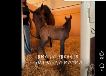 Irma della Calvana, la puledrina re-wild senza mamma ha trovato una balia