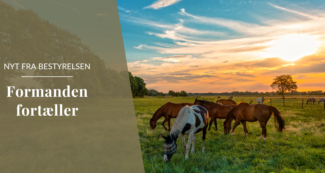 EEWCI 2026: come comunicano il benessere del cavallo le federazioni equestri europee