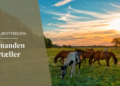 EEWCI 2026: come comunicano il benessere del cavallo le federazioni equestri europee