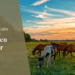 EEWCI 2026: come comunicano il benessere del cavallo le federazioni equestri europee