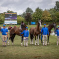 Luca Cassottana e il suo team schierati sul campo di Aachen con i cinque cavalli del tiro a quattro azzurro.