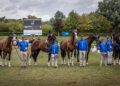 Luca Cassottana e il suo team schierati sul campo di Aachen con i cinque cavalli del tiro a quattro azzurro.