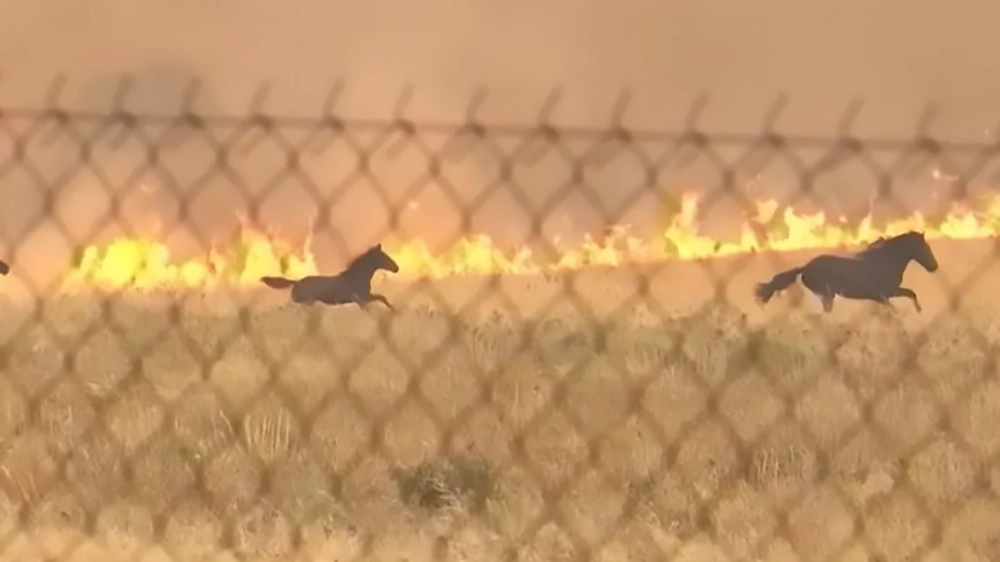 Grecia cavalli in fuga dalle fiamme il drammatico video dellincendio a nord ovest di Atene 801x534 1