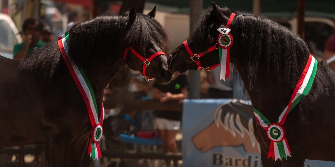 51ª Mostra Nazionale del Cavallo Bardigiano: Athos e Quintana di Linfa campioni 2026