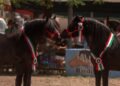 51ª Mostra Nazionale del Cavallo Bardigiano: Athos e Quintana di Linfa campioni 2026