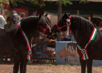51ª Mostra Nazionale del Cavallo Bardigiano: Athos e Quintana di Linfa campioni 2026