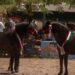 51ª Mostra Nazionale del Cavallo Bardigiano: Athos e Quintana di Linfa campioni 2026